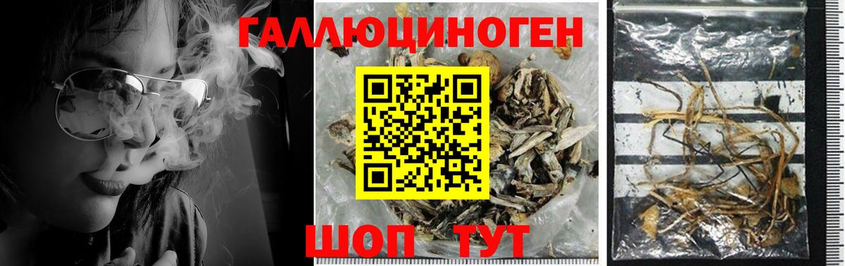 Псилоцибиновые грибы Magic Shrooms  Вход с VPN  купить наркоту  Качканар  Псилоцибиновые грибы мухоморы 
